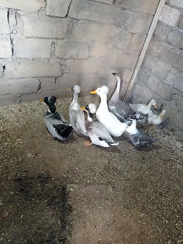 qus bazari bakida: Salam 4 Erkey 1 dişidi hamsida kekilidi 2 dene de 2 ay yarımlıq — 2
