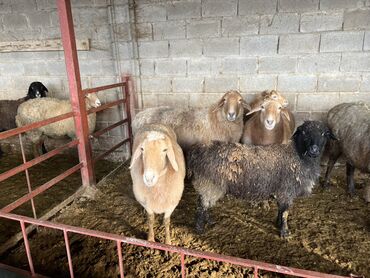 Бараны, овцы: Продаю | Овца (самка) | На забой | Матка, Ярка — 9