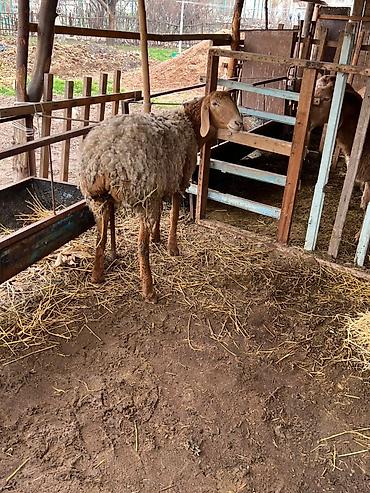 Баран, овца: Продаю | Овца (самка) | Арашан | Для разведения | Матка — 11