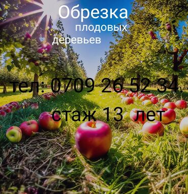 Спил деревьев, заготовка дров: Обрезка плодовых деревьев!!!