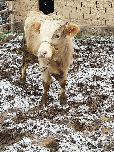 Коровы, быки: Продаю | Бык (самец), Тёлка | Для разведения — 7