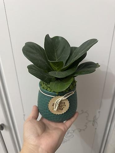 Замиокулькас (Долларовое дерево): Комнатные растения в горшках (на выбор): 1) Замиокулькас (Zamioculcas — 7