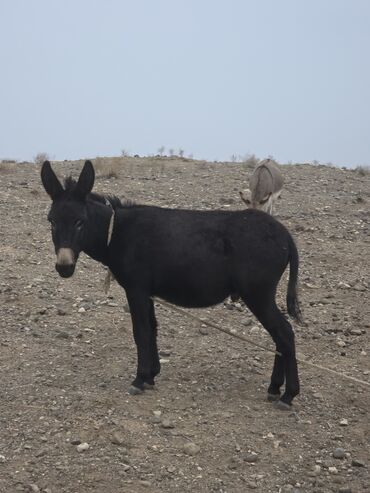 Eşşəklər: 4 erkək 2 dişi eşək satılır ən böyünün yaşı 4-dü qiyməti 550 manatdır — 3