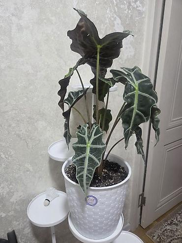 алоказия: Алоказия (Alocasia ‘Polly’) в декоративном белом кашпо - Эффектные — 2