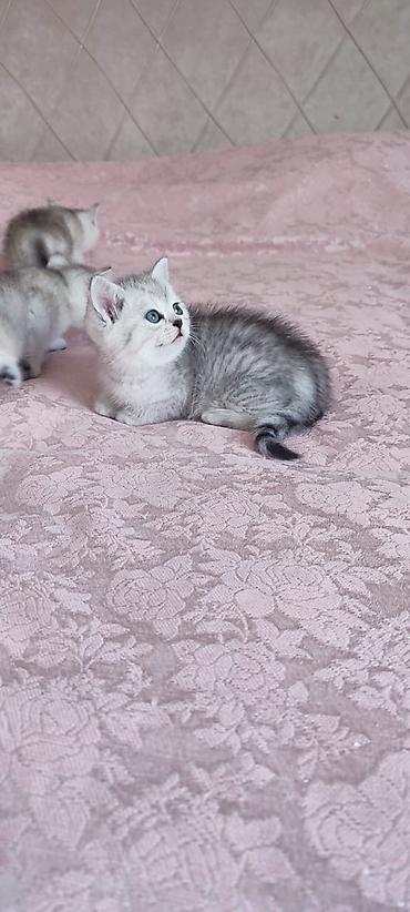 Pişiklər: Britan — 6