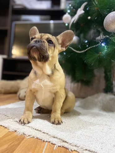 Psi: Dostupni vrhunski stenci francuskog buldoga- još dva dečaka i dve — 3