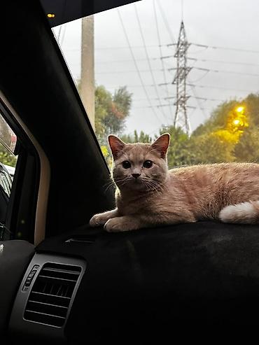 кошка шотландская вислоухая: Кошка даром: Скотиш Фолд (Шотландская вислоухая), 6 месяцев, Мальчик, С прививками — 5