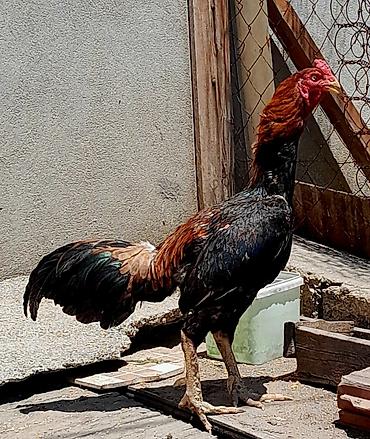 tutuquşu satışı: Heyratı xoruz satılır. Cinsi brazil, 1 yaş 6 aylıqdır. Bala almışam — 4