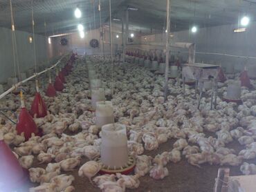 Torpaq sahələrinin satışı: 10 sot, Biznes üçün, Mülkiyyətçi, Kupça (Çıxarış) — 10