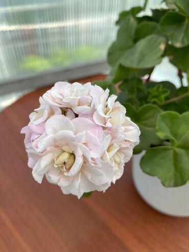 Другие комнатные растения: Пеларгония (плющелистная) — 9