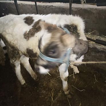 Коровы, быки: Продаю | Бык (самец) — 4