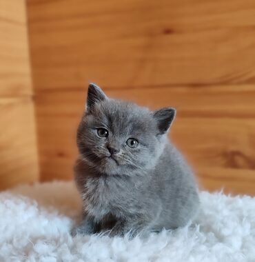 шотландский вислоухий длинношерстный кот цена: Продаётся шотландский котенок 😻 скоттиш-страйт,мальчик,окрас