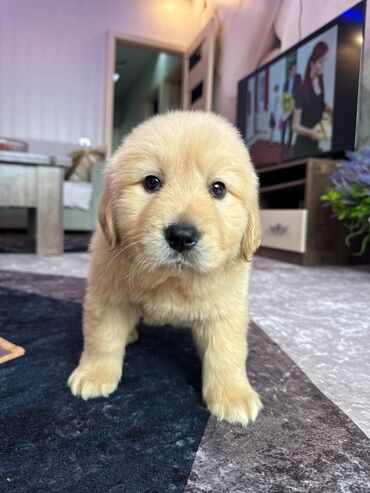 golden rotriver: Retriever, 1 ay, Erkek, Peyvəndli