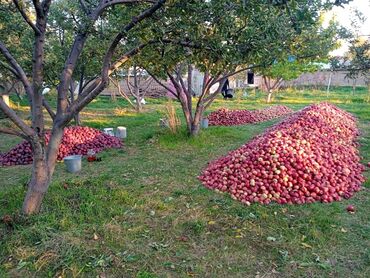 Дом и сад: Яблоки Превосходное, Оптом