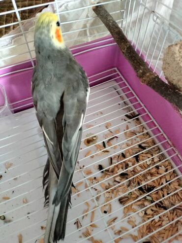 попугай корелла: Korella quşu satılır. 1 yaşı var. Sağlamdır. Adı Kakosdur. İnsana