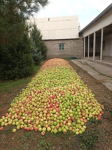 кантейнер 40 т: Алмалар Голден, Дүң — 5
