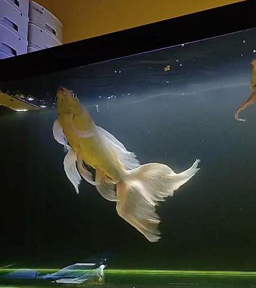 betta balıq: Diqqət: Balaları satılır Şekilde olan balıqlar böyük olanlara aiddir — 1
