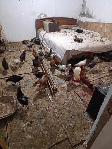 K/t heyvanları və malları: Toyuq cücələri, Damazlıq — 9