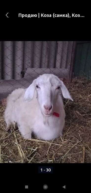 Козы, козлы: Продаю | Коза (самка) | Для разведения — 27