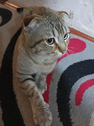 ucuz keci: Şotland, Erkək, Cütləşmə üçün, Ödənişli çatdırılma — 1