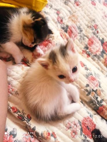 реальному: Котята домашние, ласковые и игривые. Описание: - Окрас: один — 2