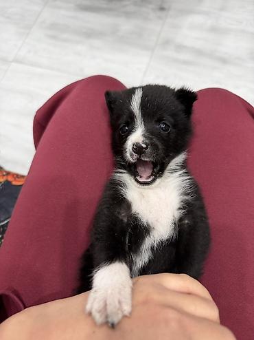купить собаку чау чау: Собака даром: 2 месяца, Самец — 6