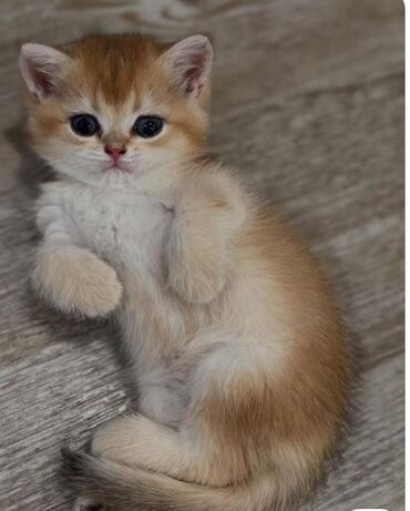 Pişiklər: Şotland yastı qulaq — 11