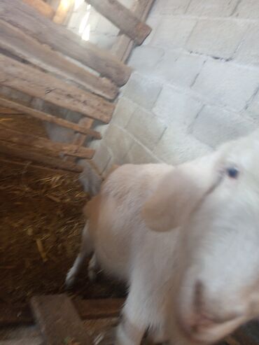 Козы, козлы: Козы — 3