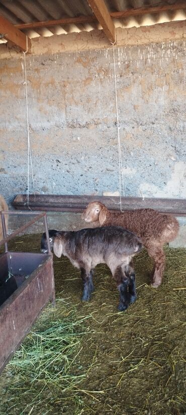 Баран, овца: Продаю | Овца (самка) | Полукровка | Для разведения | Ягнившаяся — 8