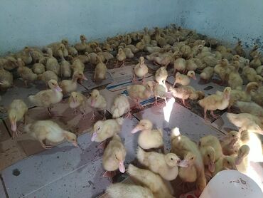kənd cucələri: Pekin order balalari 20 gunluk 5 AZN