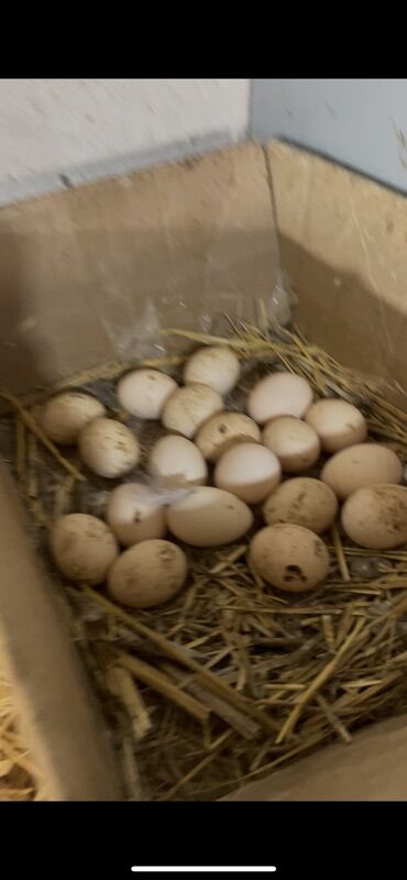 Toyuqlar: Toyuq, Damazlıq, Ünvandan götürmə — 11