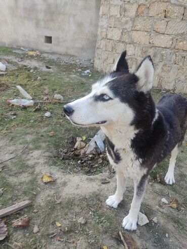 İtlər: Xaski, 1 il, Dişi, Peyvəndli -da lalafo.az — 9 İtlər: Xaski, 1 il, Dişi, Peyvəndli — 9