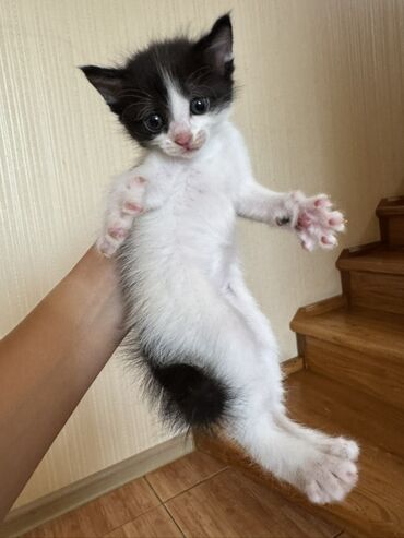 домик для кошки купить: Отдам в хорошие руки котят❗️