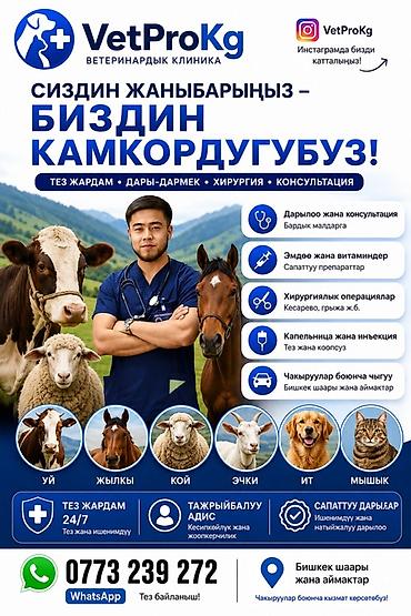 Услуги ветеринара: 🐄 VetProKg ✔️ Тажрыйбалуу адис ✔️ Чакыруу менен чыгуу ✔️ at lalafo.kg — 1 Услуги ветеринара: 🐄 VetProKg ✔️ Тажрыйбалуу адис ✔️ Чакыруу менен чыгуу ✔️ — 1