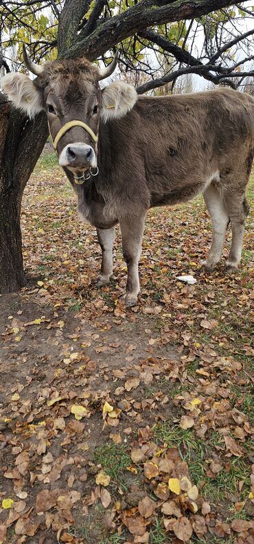 дом для животных: Сатам | Уй (ургаачы), Бука (эркек), Кунаажын | Швиц | Көбөйтүү үчүн, Сүт алуу үчүн | Кунажын