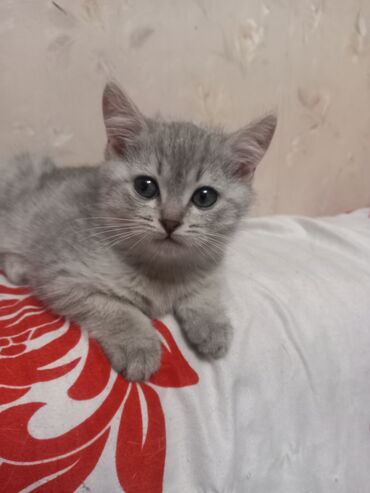 карликовые котята: Британ кыска жүндүү, 2 айлык, Ургаачы, Күмүш өңдүү шиншилла, Аргын, Лотокко барууга үйрөтүлгөн, Курттардан тазаланган