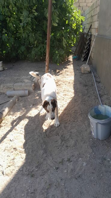 it sortları: Qurdbasar, 7 ay, Erkek