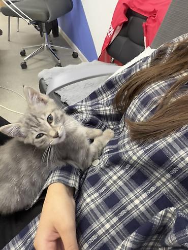 где можно купить аквариум с рыбками: Котята, пушистые комочки счастья - Возраст: маленькие котята (на фото — 3