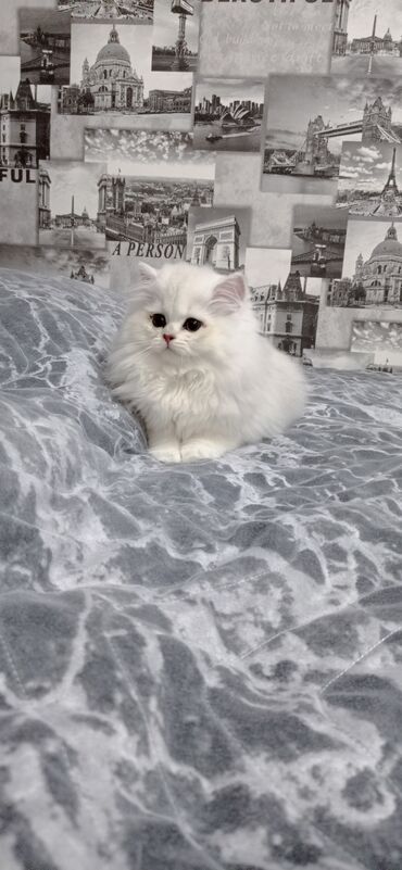 Pişiklər: Britan, Yaxşı əllərə — 16