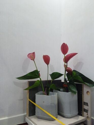 оборудование для аквариума: Антуриум (Anthurium) с красными соцветиями - Домашнее декоративное