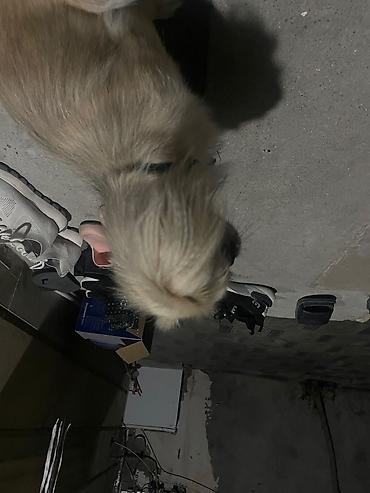 İtlər: Pekines, 5 ay, Erkək, Peyvəndli, Ünvandan götürmə, Ödənişli çatdırılma — 4