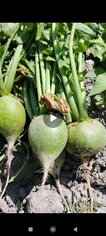 семена репы: Семена редьки зелёной /маргеланская) - Культура: раннеспелая столовая — 2