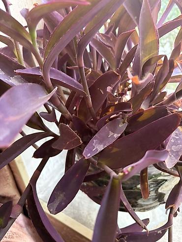 xoruz otu bitkisi: Tradescantia pallida (Purpurea) – bənövşəyi asma ev bitkisi - — 3