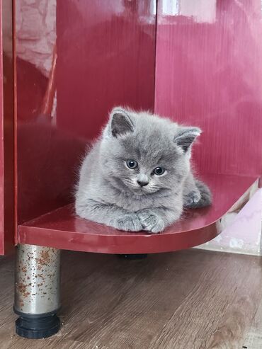 Pişiklər: Britan — 4