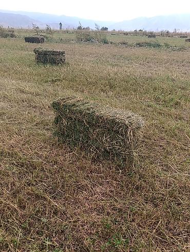 телки на забой: Сено в тюках (прямоугольные кипы) - Заготовлено на луговых угодьях; — 4