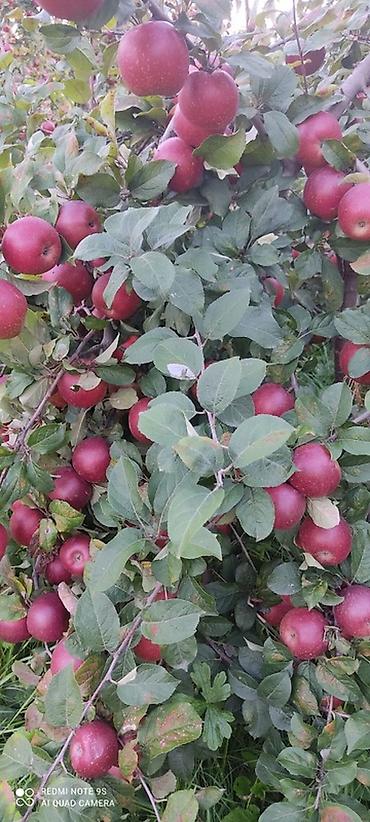 ev gulleri ve adları: 🍎 Satılır Bağ – Qızıləhməddi Alma Bağı🍎 Əla fürsət! Məhsuldar və — 6