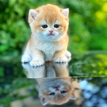 короткошерстная британская кошка: Котята Относитесь серьезно к покупке котят чистопородные у родителей