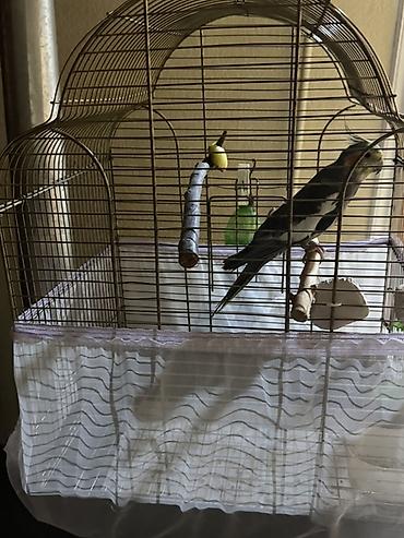 ev quslarinin satisi: Nimfa (Cockatiel) və qəfəs dəsti Tam sağlan quşdu həmişə vitaminli — 3