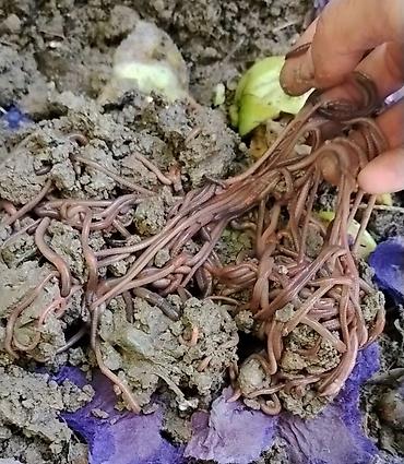 beluqa balığı: Sogulcan. balıq tutmaq üçün qurd 100 ededi 10 m ünvan Tovuz — 1