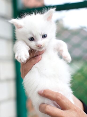 возьму кошку в добрые руки: Ангор, 2 айлык, Эркек, Ак, Лотокко барууга үйрөтүлгөн